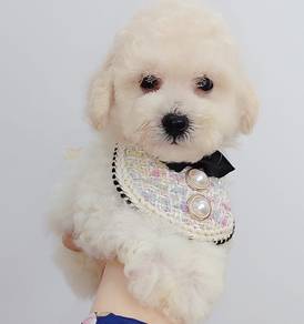 PoodleToy