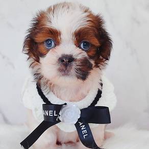 ShihPOO