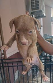 Pitt Bull puppies for sale