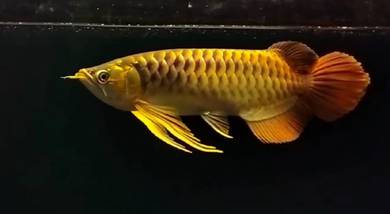 Super red arowana