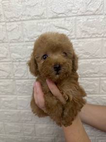 Mini poodle