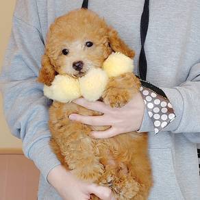 Toy Poodle