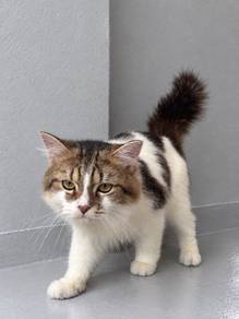 Kucing Ragdoll Mix