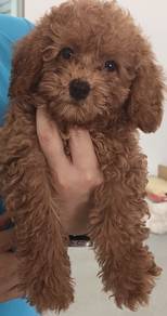 Cute Miniature Poodle