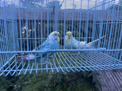 burung