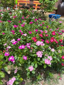Anak Pokok Bunga Vinca