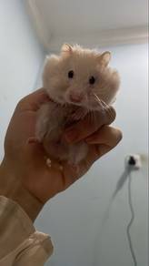 hamster