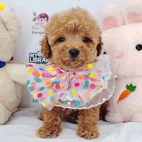 Toy Poodle