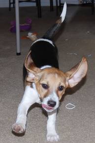 F5726 Teddy-like Beagle the cutest little playful