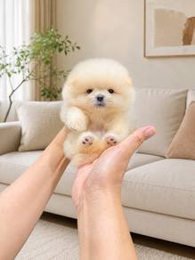 Pomeranian Bear Face Tiny Male Puppy