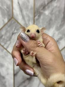 Lue Sugar Glider （FEMALE）