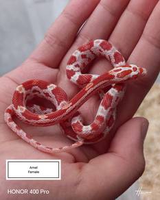 Corn snake 