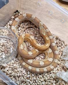 Corn snake Clearance 