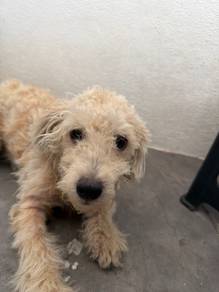 ORI toy poodle