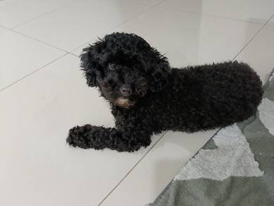 pure toy poodle 🐩 and age 1+