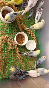Burung baji baby