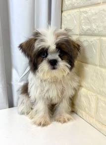 J0254 Shih Tzu Round Face Baby Puppy