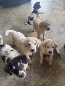 puppy