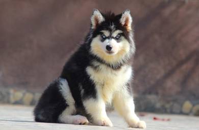 husky 