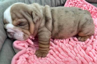 ENGLISH BULLDOG PUPPIES E365 🐻 BullDog Available