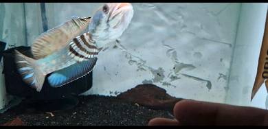 Channa Blue Pulchra