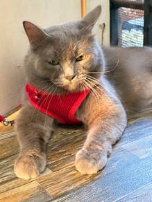 Bsh Mix Mainecoon cat