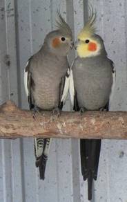 Burung Cockatiel