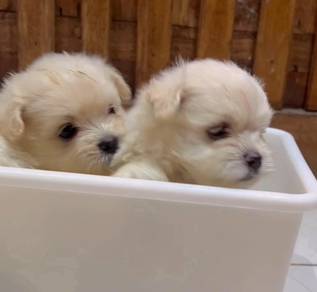 Poodle x Pom