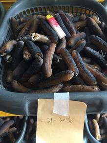 sea cucumber