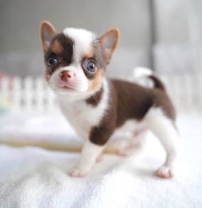 CHIHUAHUA PUPPIES VIP78🌷Head Apple Cute Dog