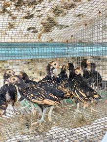 Anak Ayam Batik 