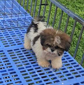 Shih tzu Puppy
