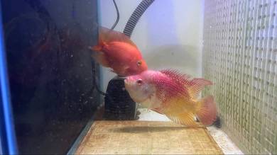 Flowerhorn pair with King Kong Parrot
