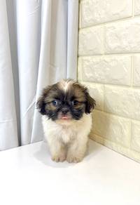 J0256 Shih Tzu Soft Fluffy Baby Puppy