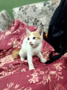 Free Kitten for Adoption 