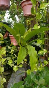 Pokok untuk dijual