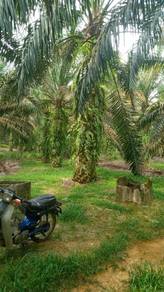 Agricultural Land in Bidor, PRK
