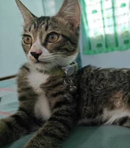 4 months old kittens 