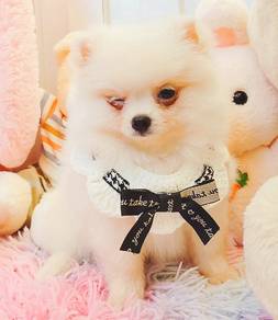 Pomeranian