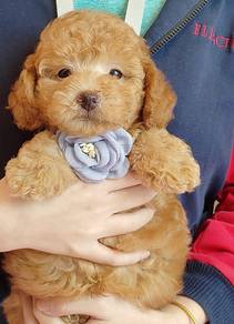 Poodle