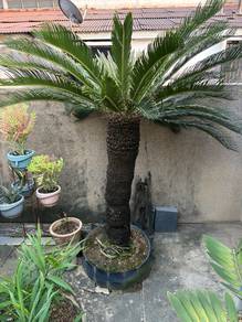 Sago Palm