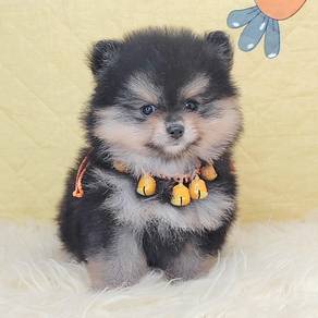 Pomeranian