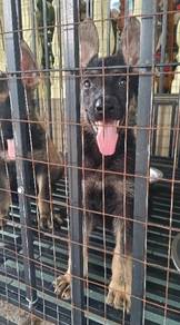 German Shepherd Puppies FOR SALE!!!