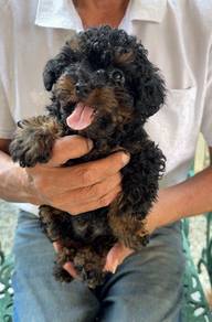 Tiny Toy poodle Male pup