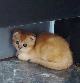Bsh golden pure breed