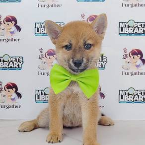 Shiba INu