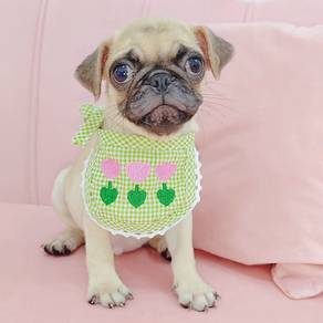 Pug