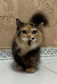 Ss Munchkin