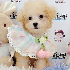 Toy Poodle