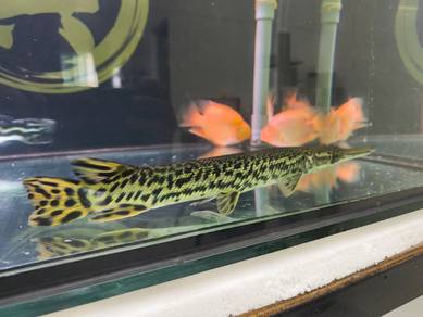 Aligator Gar